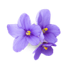 Logo Beauty Violet